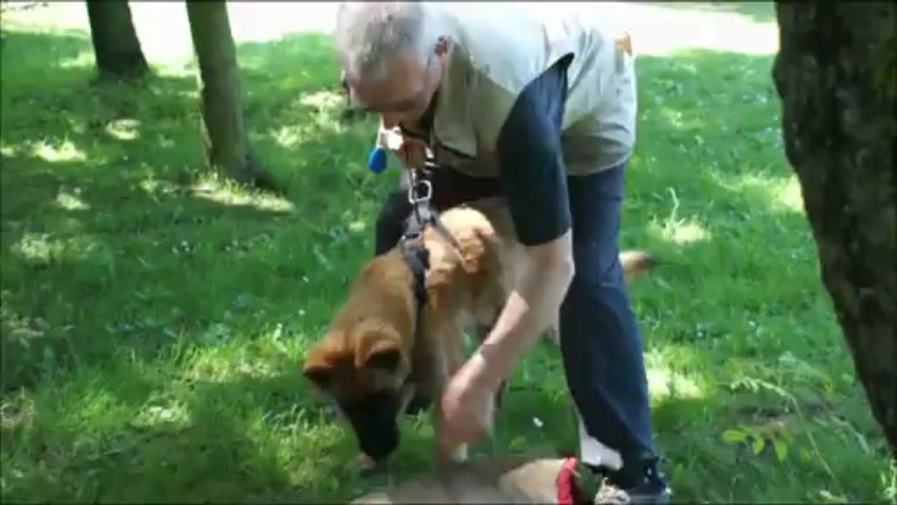 Index des Mystères de Téotihuacan  5 mois( D'Jakson de Nelly des Beaux Peupliers X D'Iams des Mystères de Téotihuacan)