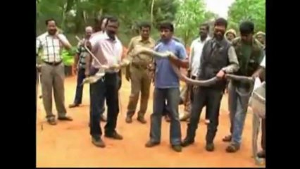 12 foot cobra slithers into village