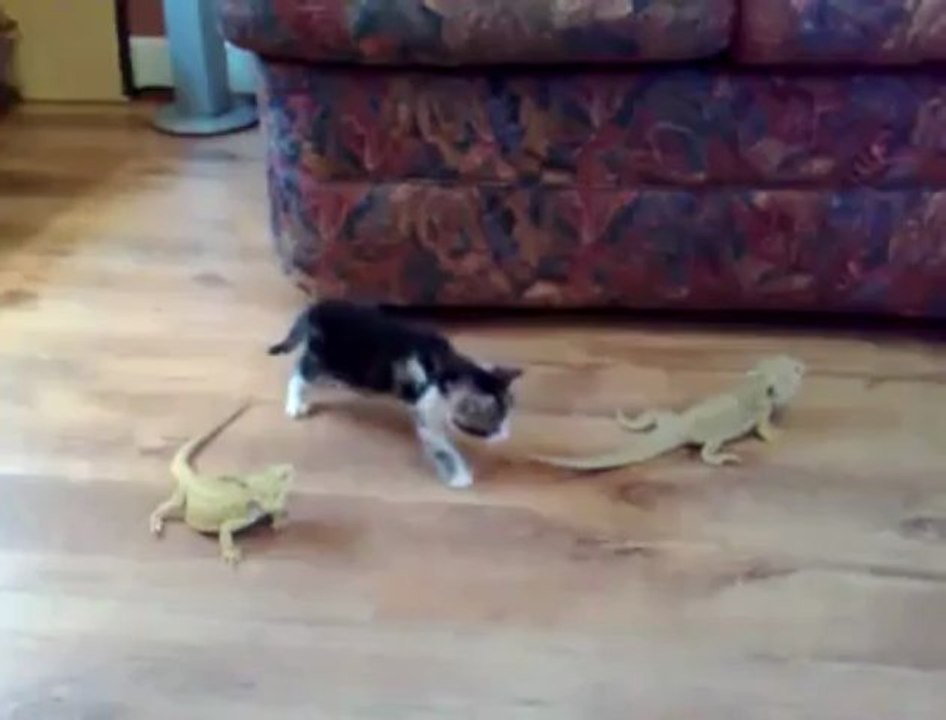 iguana ve yavru kedi