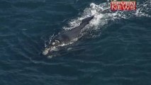 Australian surfer knocked unconscious by whale