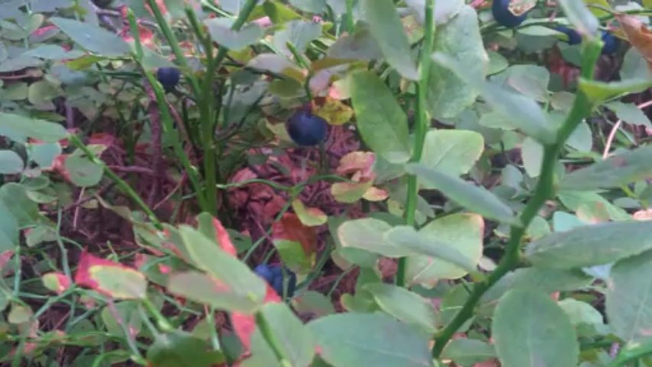 Testuj z Orange BlackBerry Q10 - film 2