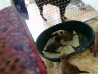 bébés malinois à 4 semaines