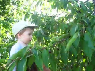 06 juillet 2013 cerises