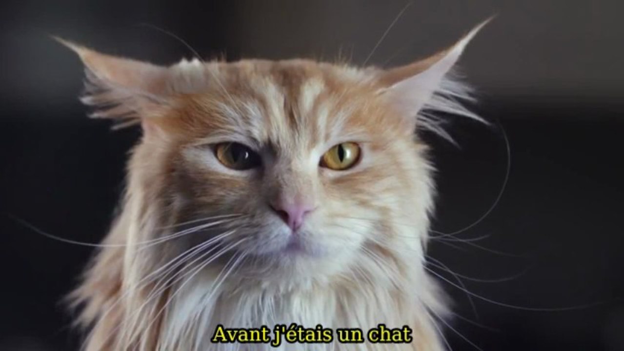 Un chat se prend pour un chien