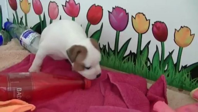 2ème essai 26. Chiot Staffordshire bull terrier vidéo 26 de la 11ème portée de STAFFORDLAND