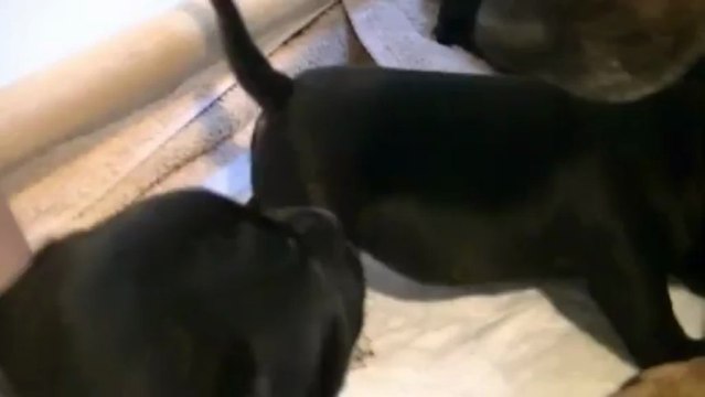 12. Chiot staffordshire bull terrier vidéo12 de la 12ème portée de STAFFORDLAND