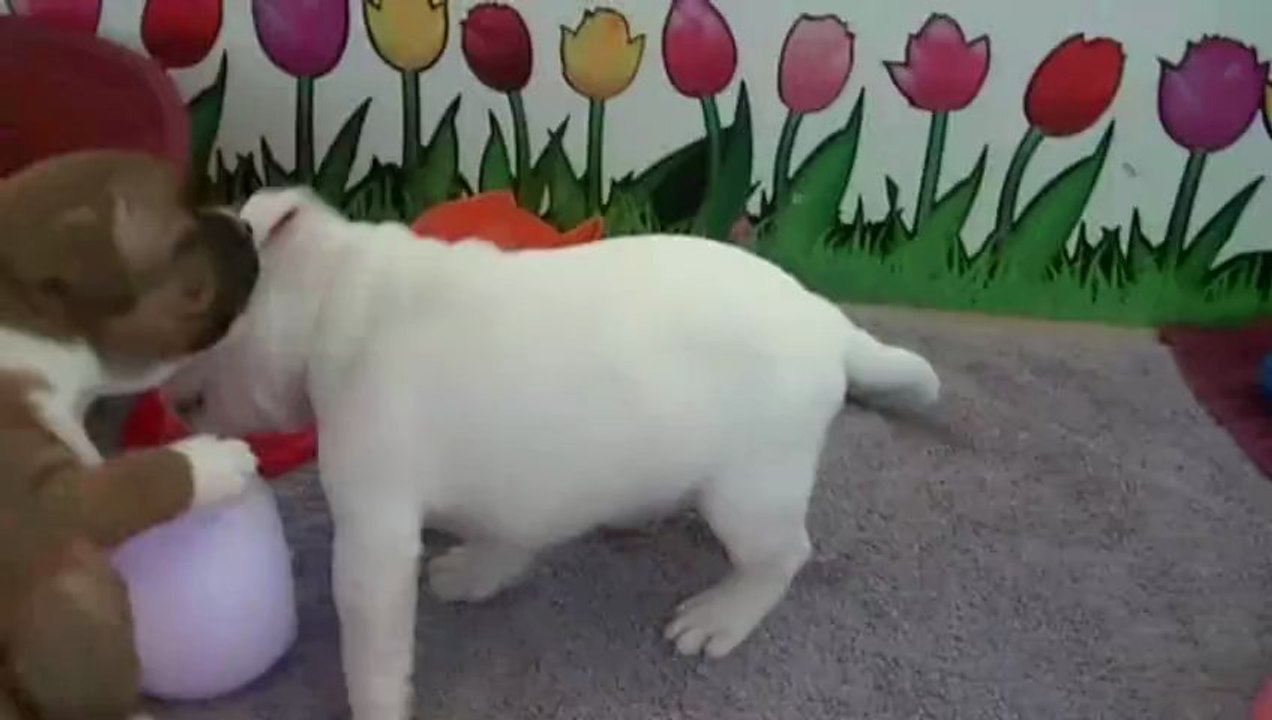 31. Chiot staffordshire bull terrier vidéo 31 de la 11ème portée de STAFFORDLAND