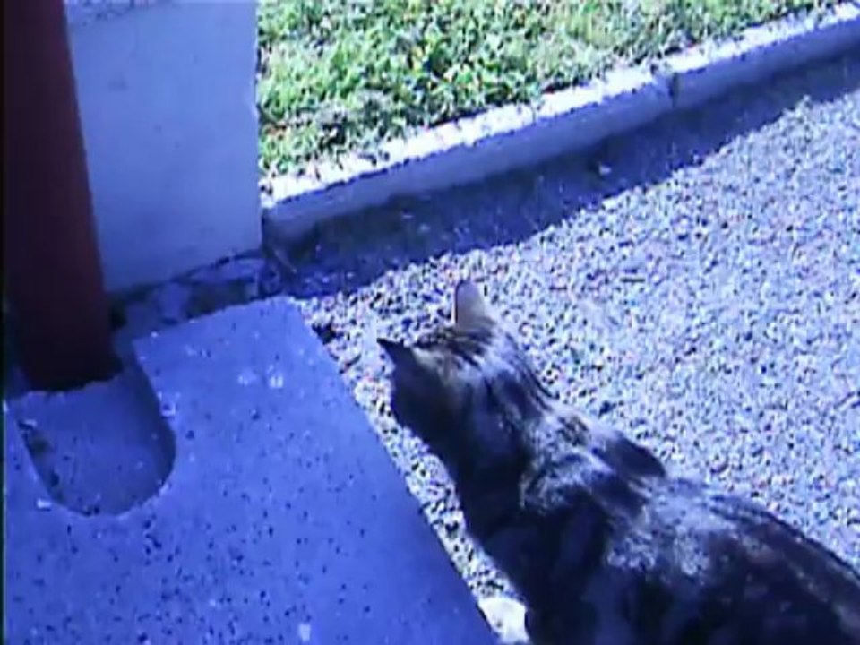 Babylone chasse les rapiettes