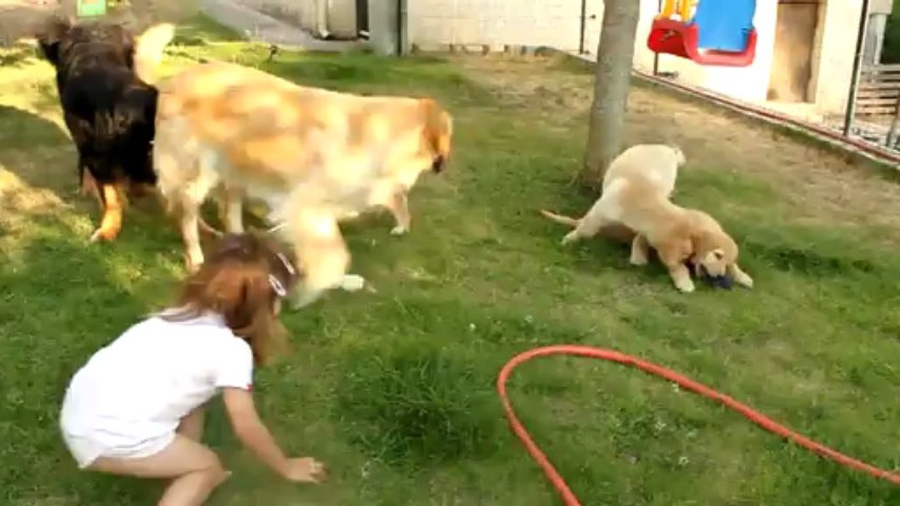 Chiots I. Anse Malfalco 8 semaines