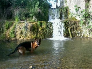 Berger allemand; Goustan dans le VAUCLUSE. "Roma"