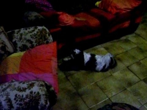 LES DEUX FOLLES DU LOGIS