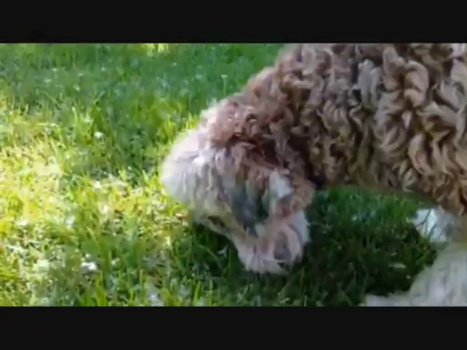 Éducateur canin : la stimulation mentale est bonne pour le chien