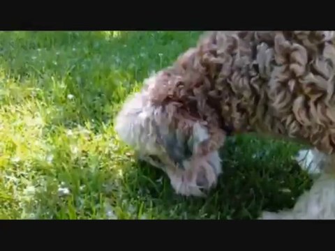 Éducateur canin : la stimulation mentale est bonne pour le chien