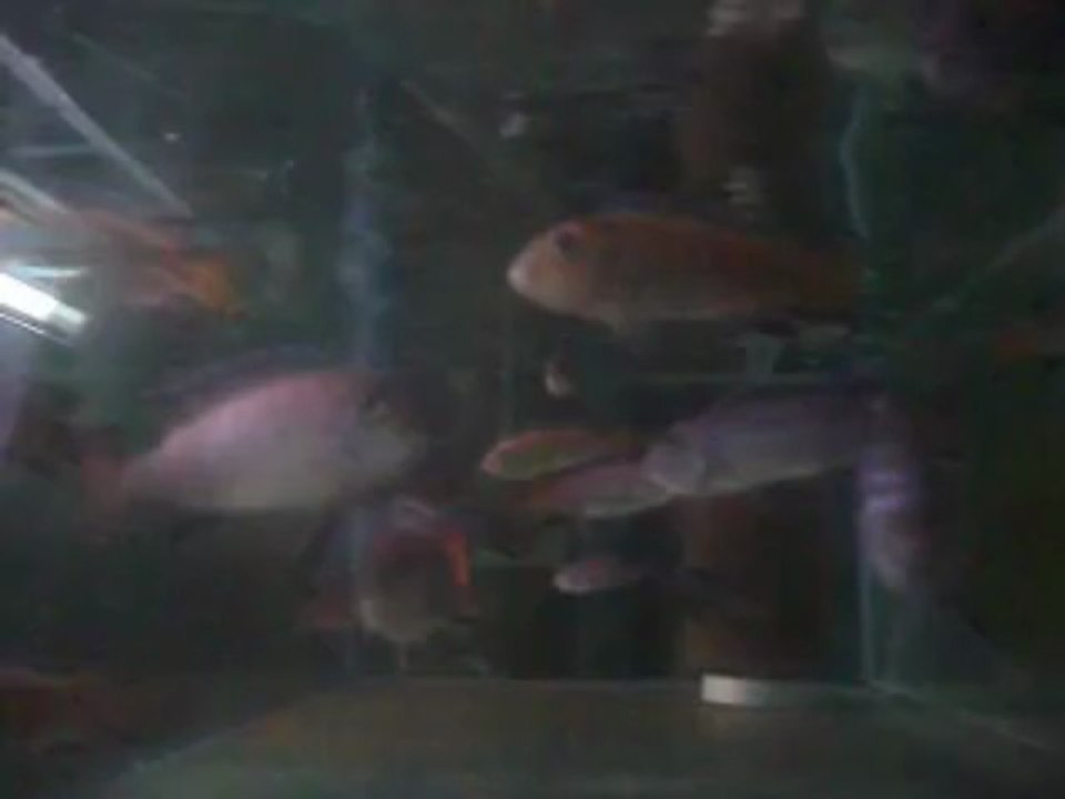 DSCF3135