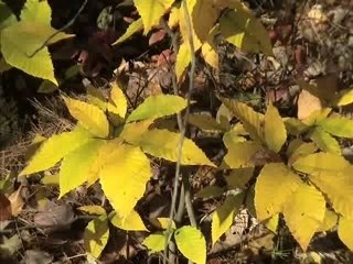 Ma préférence à moi... NS_0001