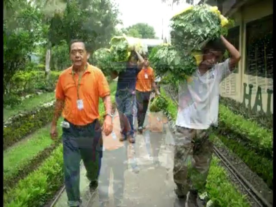 PuriTree of Life Malunggay (Moringa Oleifera) Tree Farm