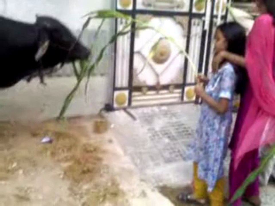 Qurbani 2012  (SAAD)