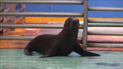 Naissances au zoo d'Amnéville