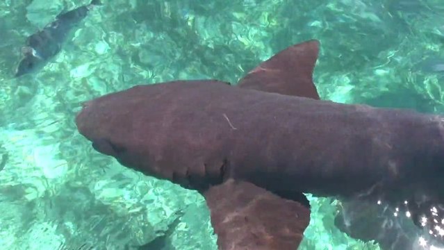 Nager avec des requins au Belize/ Décollage immédiat