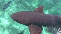 Nager avec des requins au Belize/ Décollage immédiat