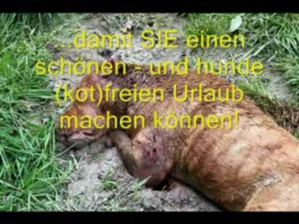 Wie viele Leben... Video - sonny4animals - MyVideo