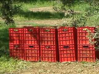 Τους εκτιμητές του ΕΛΓΑ περιμένει ακόμη ο χαλαζόπληκτος ελαιώνας Στυλίδας