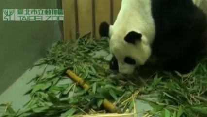 Three-month wait for public to see Taiwan panda cub