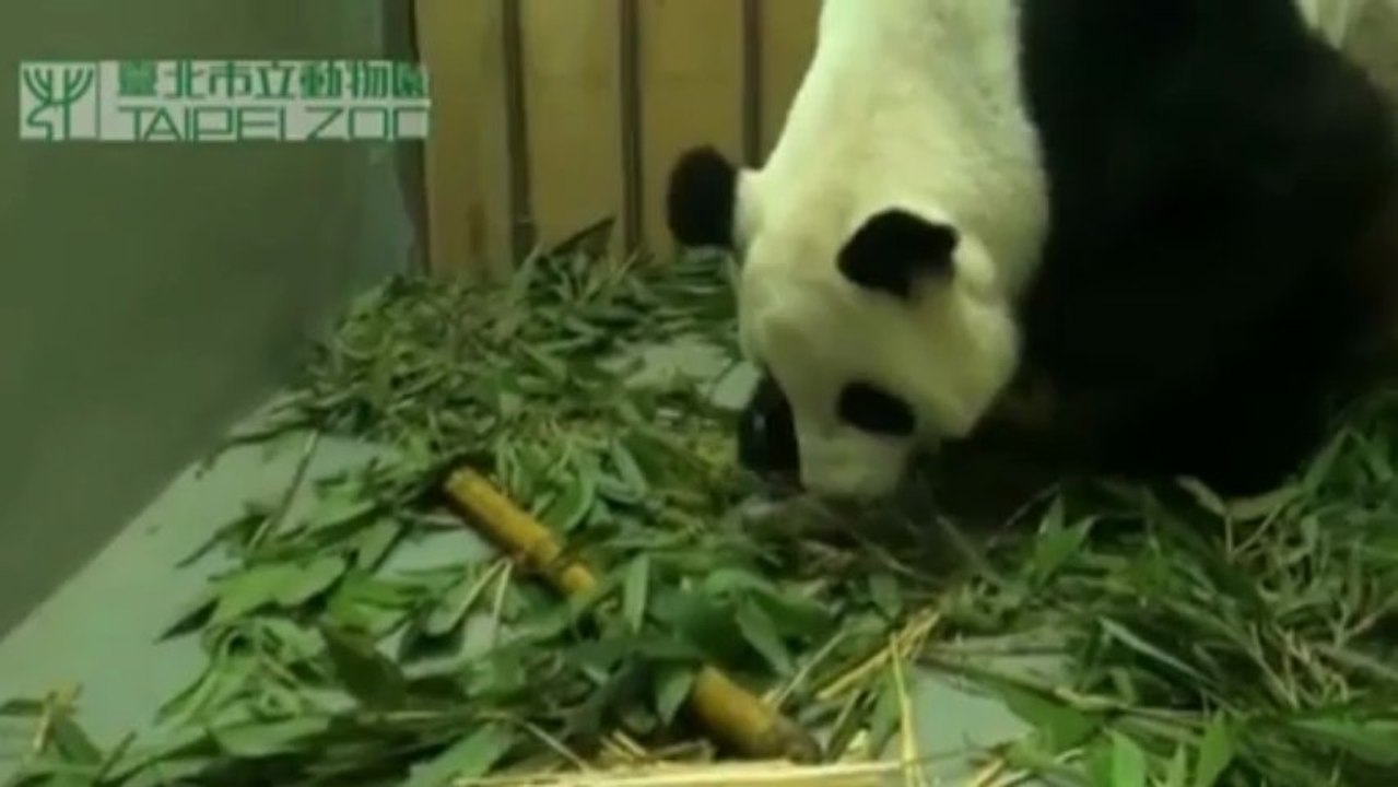 Three-month wait for public to see Taiwan panda cub