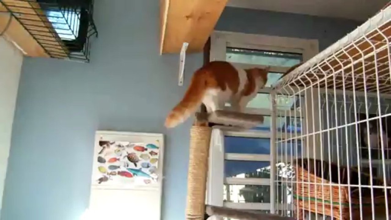 Holy, Zoé, Jules et Chuck font bon ménage