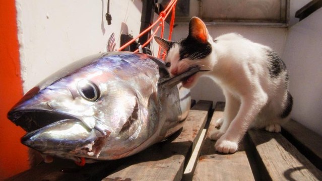 Loïck, le voilier reporter n°12 - Du Cap Vert au Brésil, un océan traversé