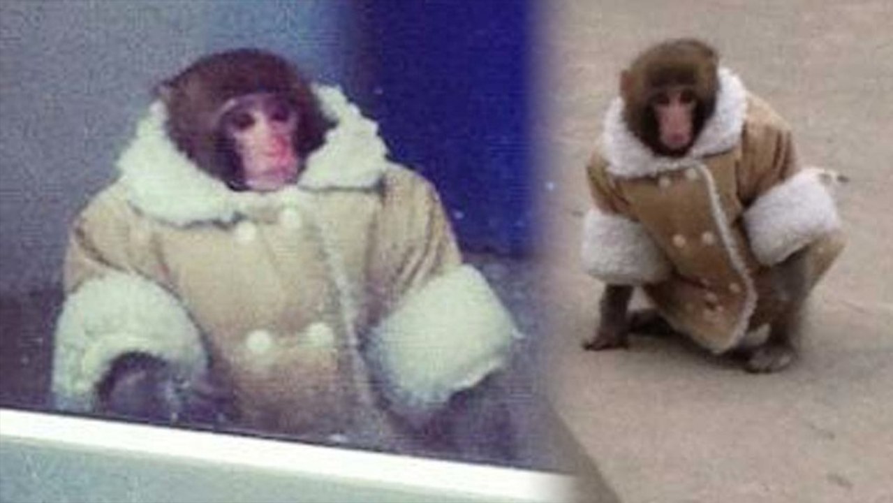 Whatever Happened to the IKEA Monkey?