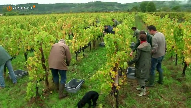 Jacques Legros Château Cantelauze épisode n°8 de la Vie d’un Domaine