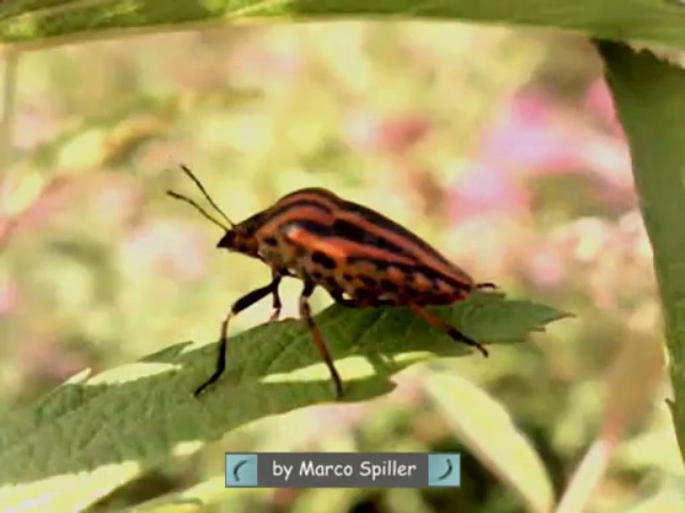 Graphosoma lineatum italicus