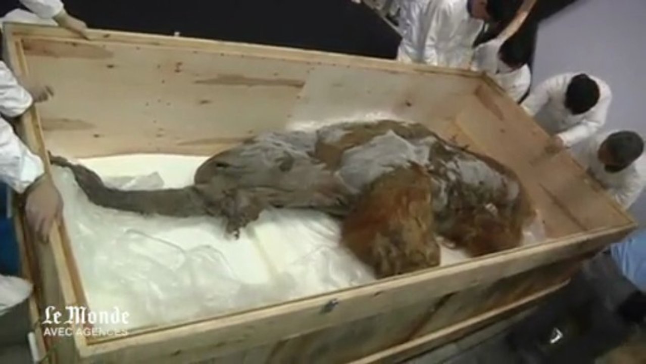 Un mammouth vieux de 39 000 ans exposé au Japon