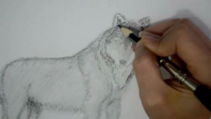 CÓMO DIBUJAR UN LOBO A LAPIZ