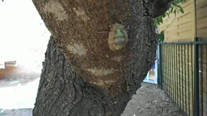 Naissance d'une cigale phase n° 1 ,au Mini-Club de La Valette du Var le 09.07.2013