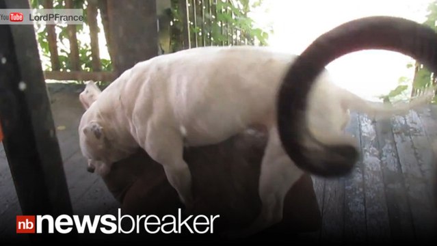 ‘LIKE DOG PORN’: Pillow Humping Pitbull Holds Man Captive for Two Hours