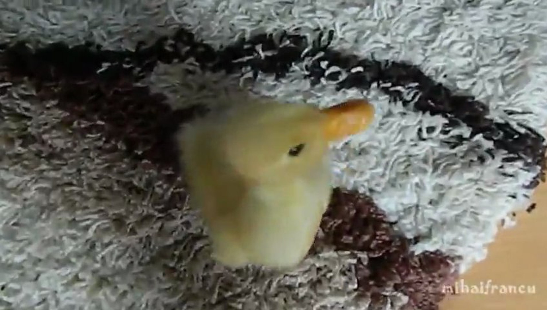 Le Bebe Canard Le Plus Mignon Du Monde Video Dailymotion