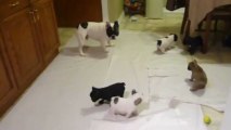 French bulldog playing with his pups