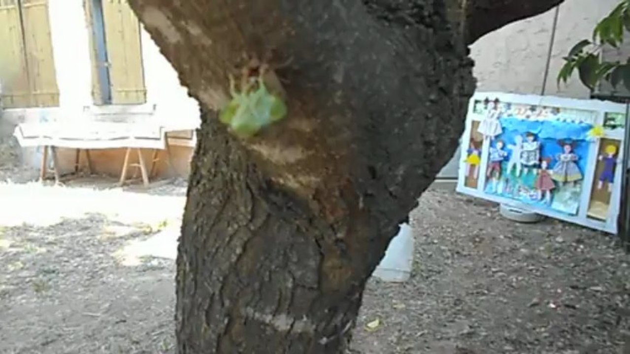 La cigale commence à sortir de sa chrysalide