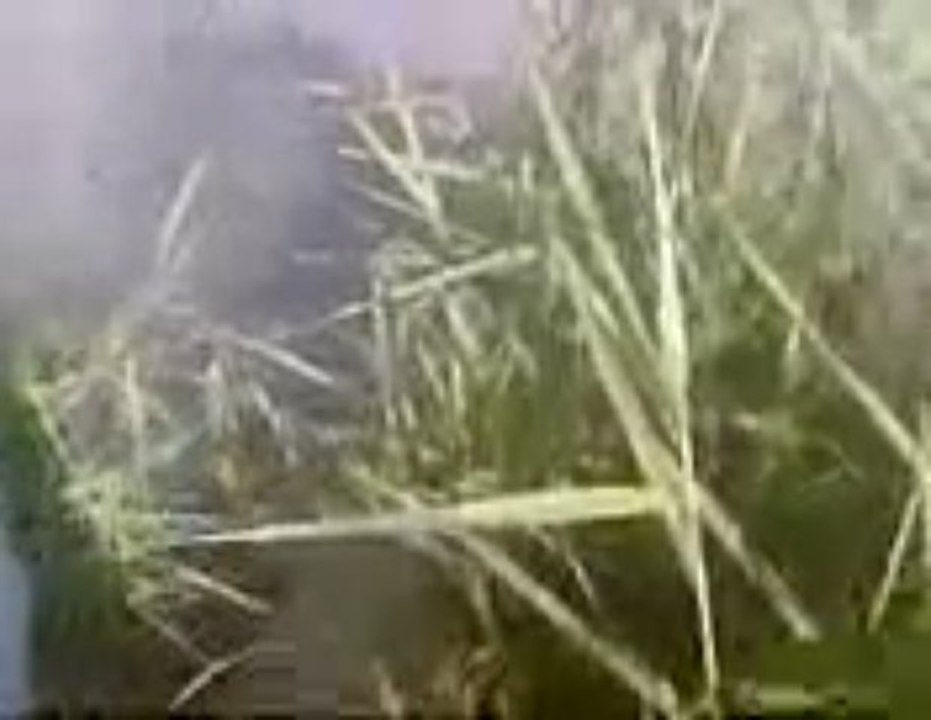 deniz ustanın yayın balığı