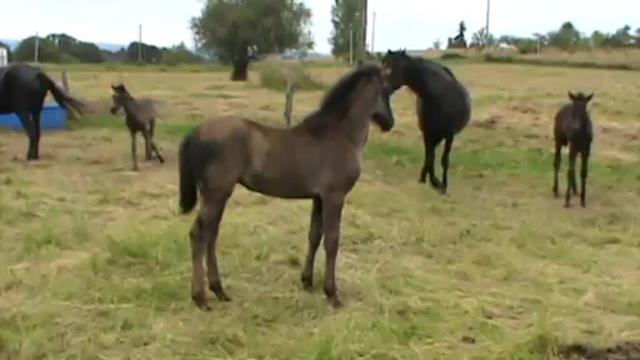 pouliche Sinia 2013 avi