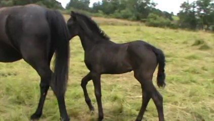 Pouliche Regina et suker avi