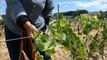 Frigoulas - Côtes du Rhône -Attache de la vigne