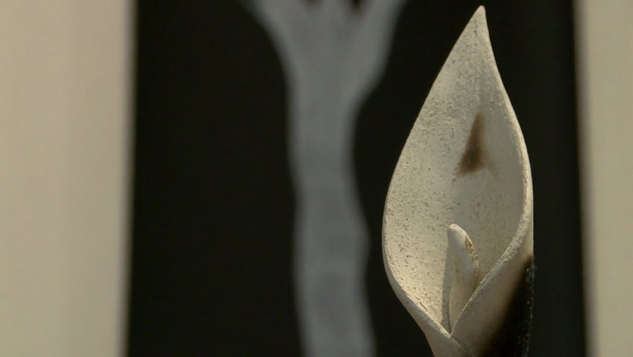 Reportage "Jardins sensibles – Jardins secrets" - Château de la Roche Jagu