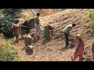 The mountains of Uttarakhand are perfect to grow potatoes in!