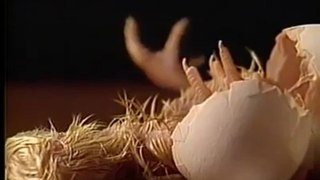 Baby Chick Being Born