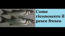 Come riconoscere il pesce fresco