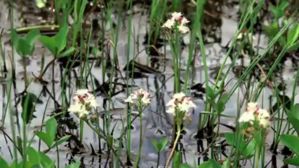 La Tourbière des Saisies