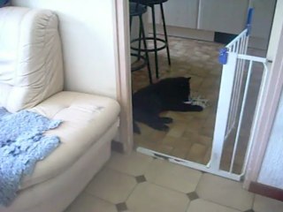 10 juillet 2013 : mâle rose, 11 semaines, et son jouet préféré